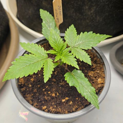 Lemon Haze growlog timeline photo