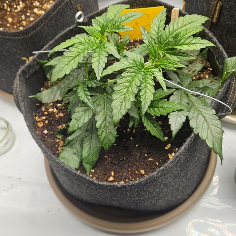 Purple Mimosa  growlog timeline photo