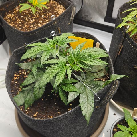 Purple Mimosa  growlog timeline photo