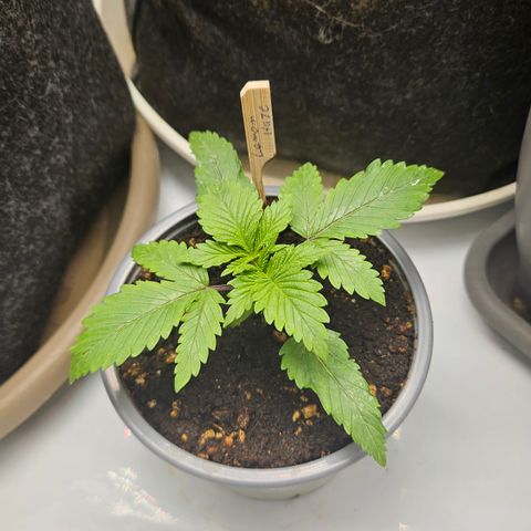 Lemon Haze growlog timeline photo