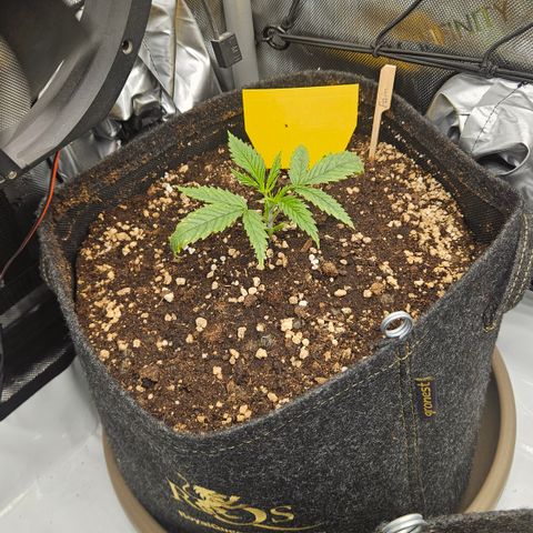 Pain Killer growlog timeline photo
