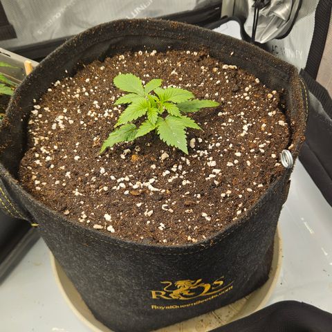 Lemon Haze growlog timeline photo