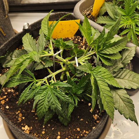 Purple Mimosa  growlog timeline photo