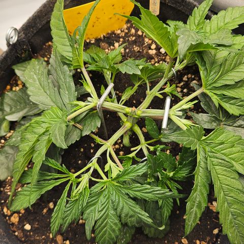 Purple Mimosa  growlog timeline photo