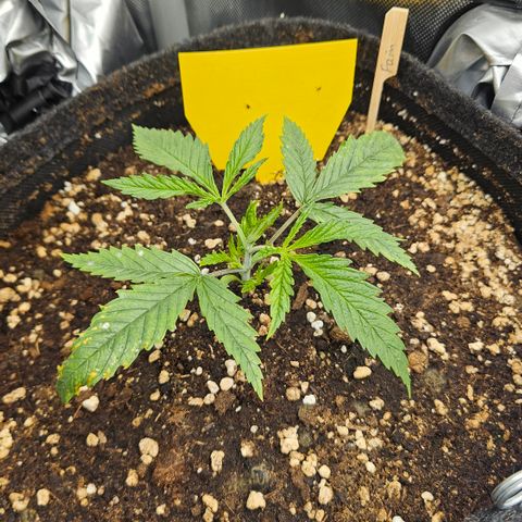 Pain Killer growlog timeline photo