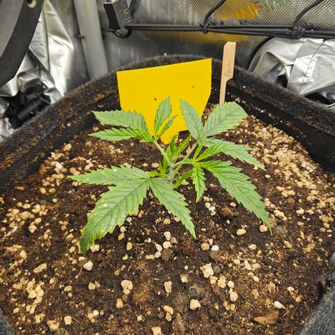 Pain Killer growlog timeline photo