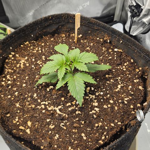 Lemon Haze growlog timeline photo