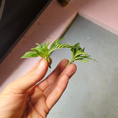 Purple Mimosa  growlog timeline photo