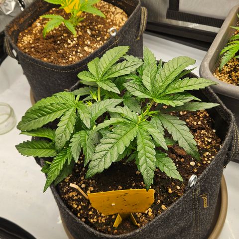Purple Mimosa  growlog timeline photo