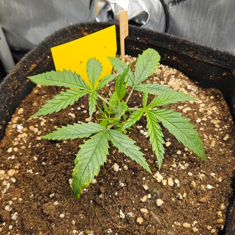 Pain Killer growlog timeline photo