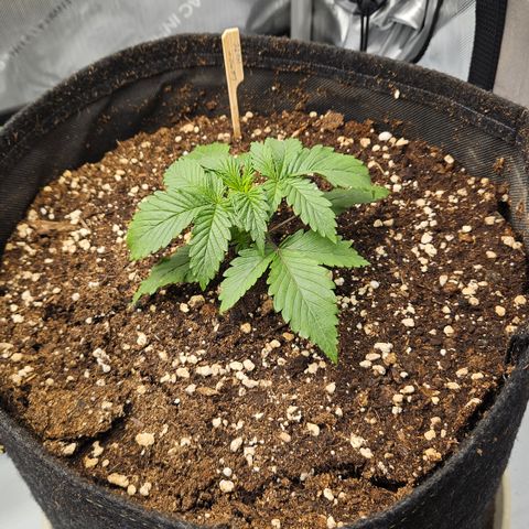 Lemon Haze growlog timeline photo