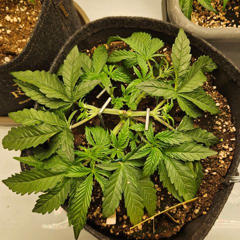 Purple Mimosa  growlog timeline photo