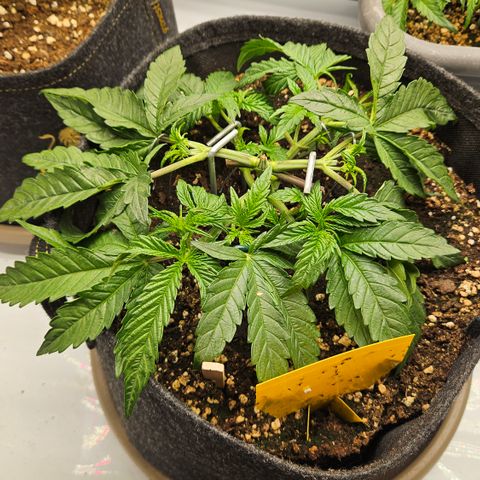 Purple Mimosa  growlog timeline photo