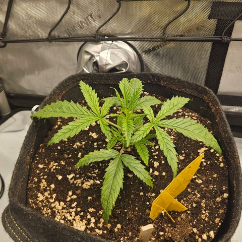 Pain Killer growlog timeline photo