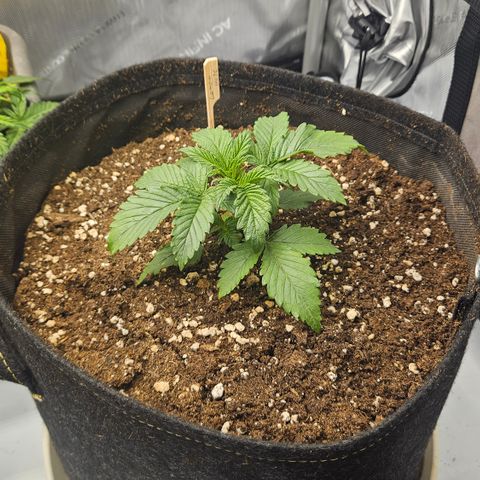 Lemon Haze growlog timeline photo