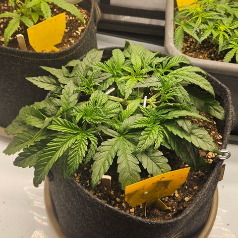 Purple Mimosa  growlog timeline photo