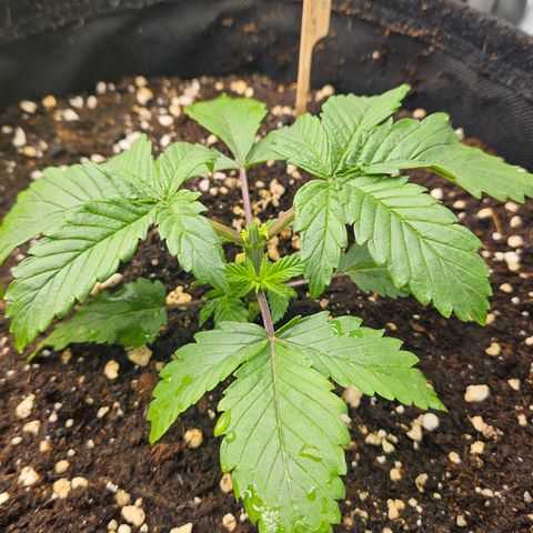 Lemon Haze growlog timeline photo