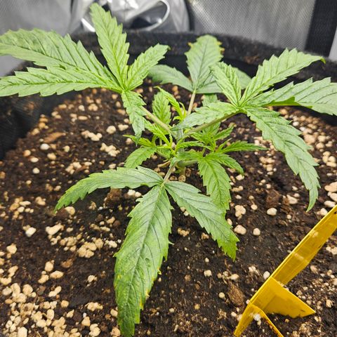 Pain Killer growlog timeline photo
