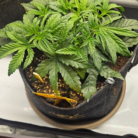 Purple Mimosa  growlog timeline photo