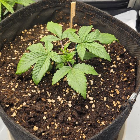 Lemon Haze growlog timeline photo