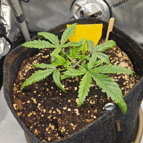Pain Killer growlog timeline photo