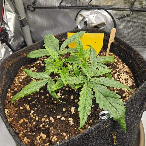 Pain Killer growlog timeline photo