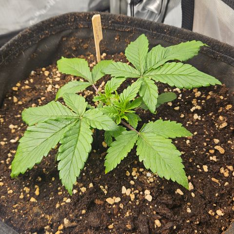 Lemon Haze growlog timeline photo