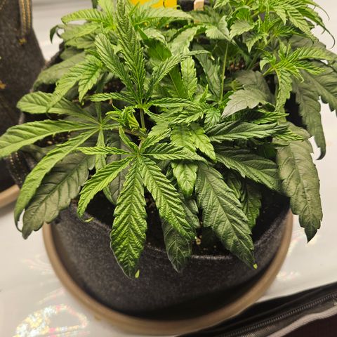 Purple Mimosa  growlog timeline photo