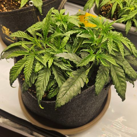 Purple Mimosa  growlog timeline photo
