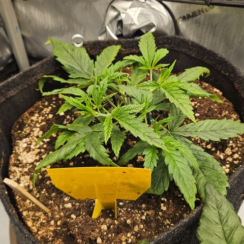 Pain Killer growlog timeline photo