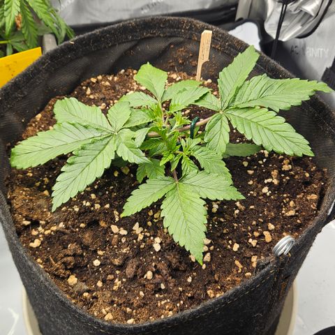Lemon Haze growlog timeline photo