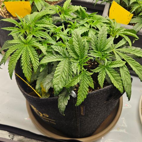 Purple Mimosa  growlog timeline photo