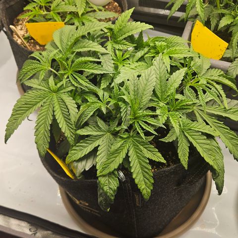 Purple Mimosa  growlog timeline photo