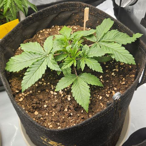Lemon Haze growlog timeline photo
