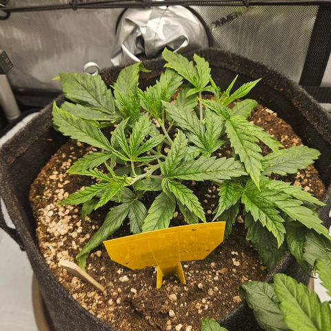 Pain Killer growlog timeline photo
