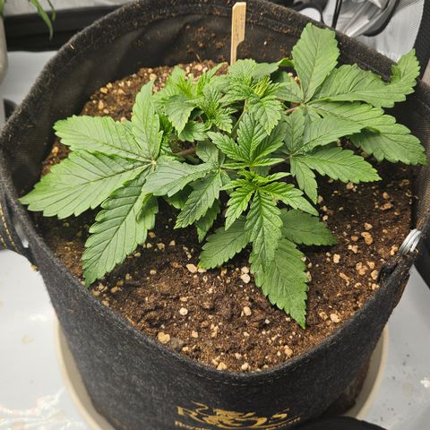 Lemon Haze growlog timeline photo