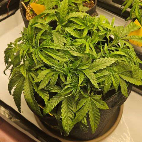 Purple Mimosa  growlog timeline photo