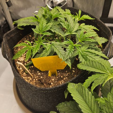 Pain Killer growlog timeline photo