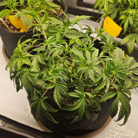 Purple Mimosa  growlog timeline photo