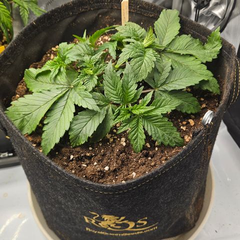Lemon Haze growlog timeline photo