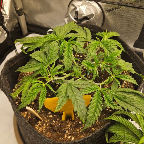 Pain Killer growlog timeline photo