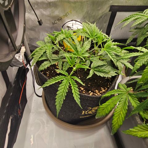 Pain Killer growlog timeline photo