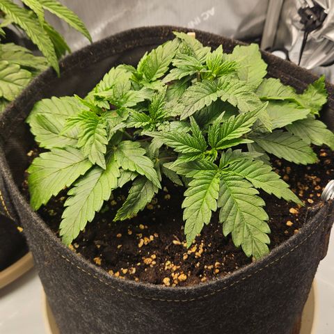 Lemon Haze growlog timeline photo