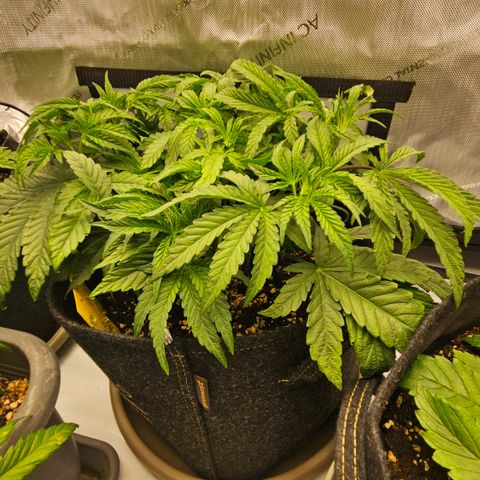 Purple Mimosa  growlog timeline photo