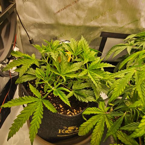 Pain Killer growlog timeline photo
