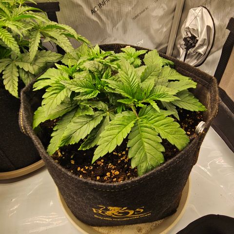 Lemon Haze growlog timeline photo