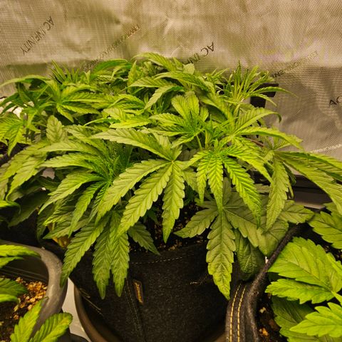 Purple Mimosa  growlog timeline photo
