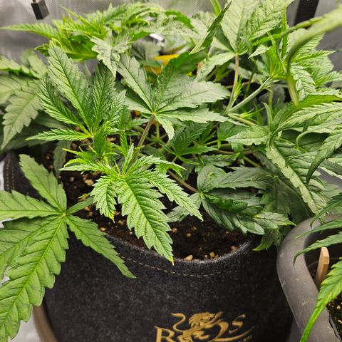 Pain Killer growlog timeline photo