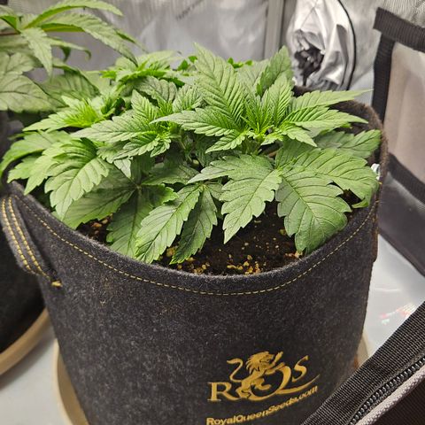Lemon Haze growlog timeline photo