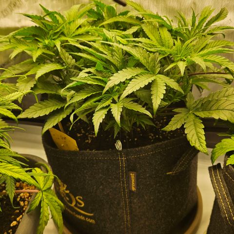 Purple Mimosa  growlog timeline photo